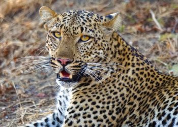 Botswana - Neues Leben im Okavango Delta