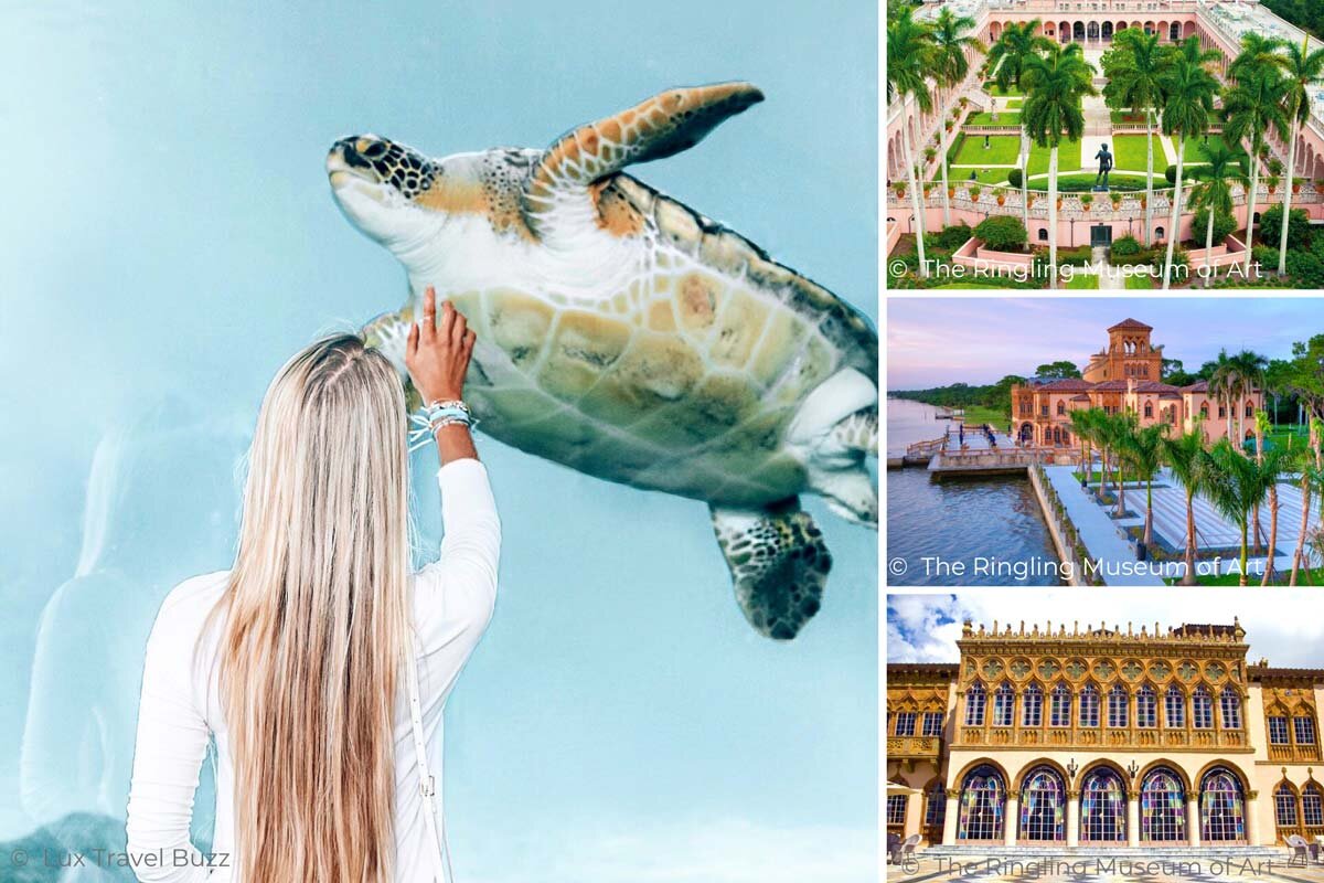 Turtle Tales & Artsy Soul